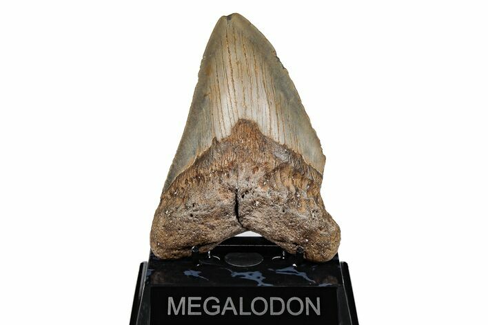 Serrated, 5.14" Fossil Megalodon Tooth - North Carolina
